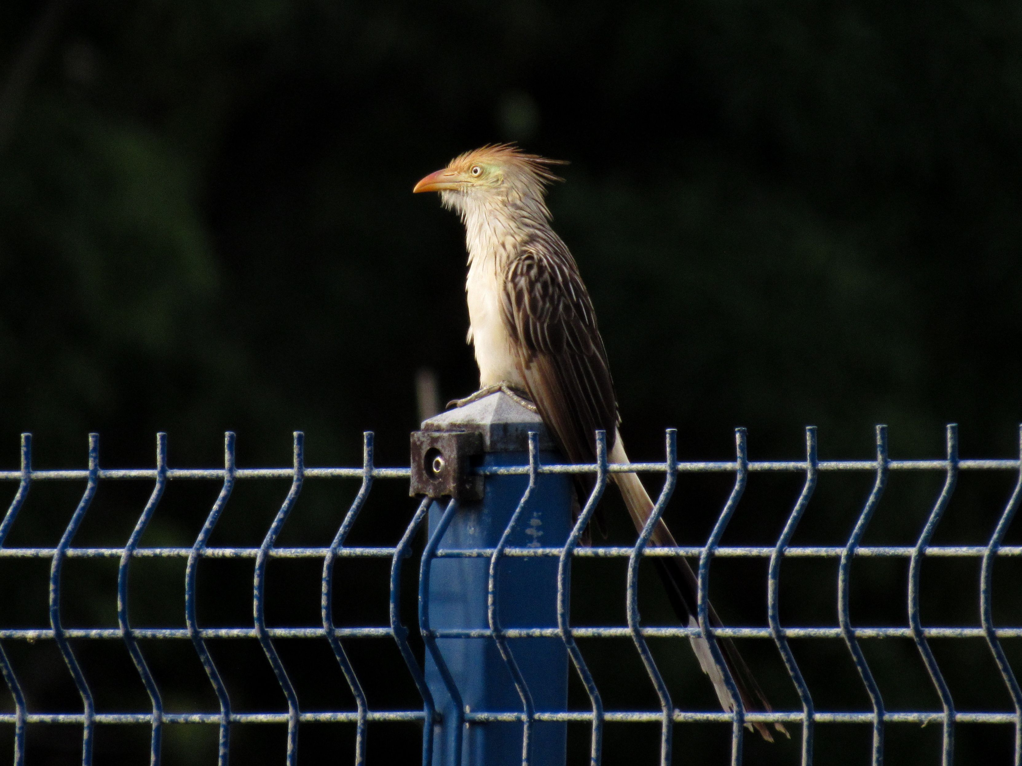 Foto: Nathália Flôres